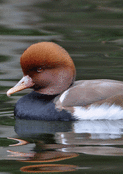Canard &agrave; la cr&ecirc;te flamboyante sur l'eau